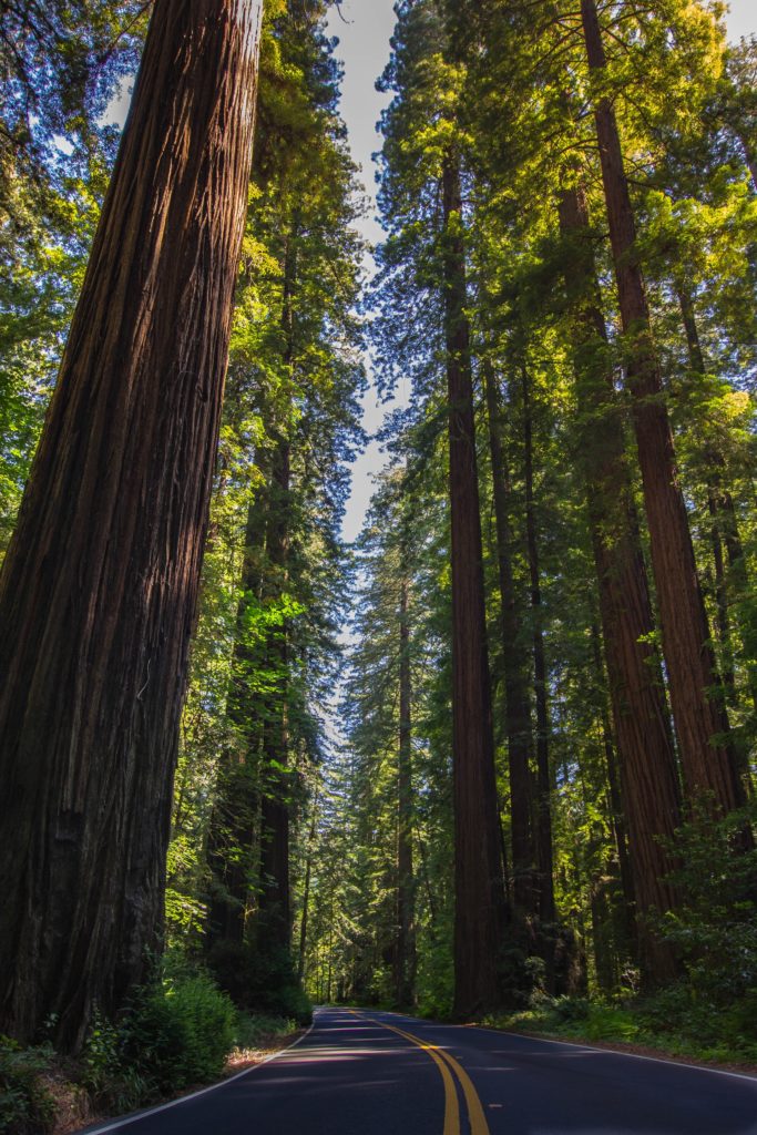 redwood-national-forest
