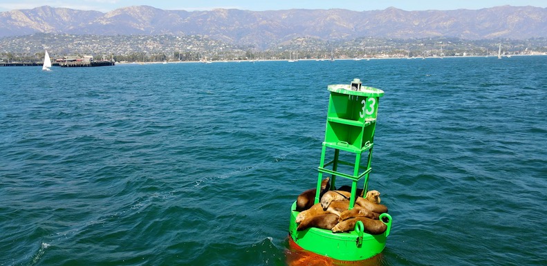 see the sea lions of santa barbara on a kayaking adventure!