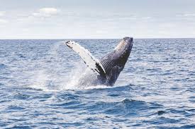 Whale watching is a great activity in Santa Barbara!