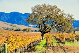 Explore the wine valley of Santa Barbara! 