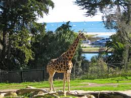 The Santa Barbara Zoo is a great activity for families